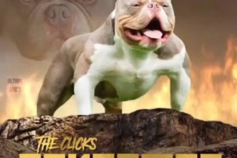 American Bulldog