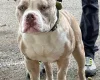 American Bulldog