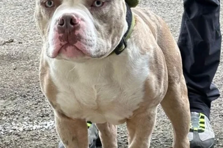 American Bulldog