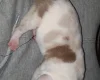 American Bulldog