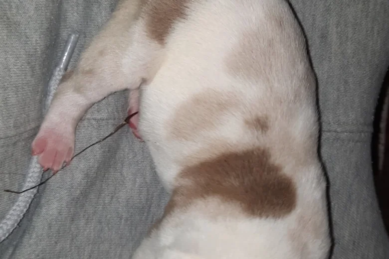 American Bulldog