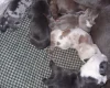 American Bulldog
