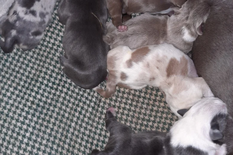 American Bulldog
