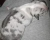 American Bulldog