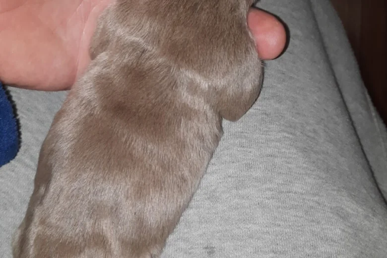 American Bulldog
