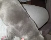 American Bulldog