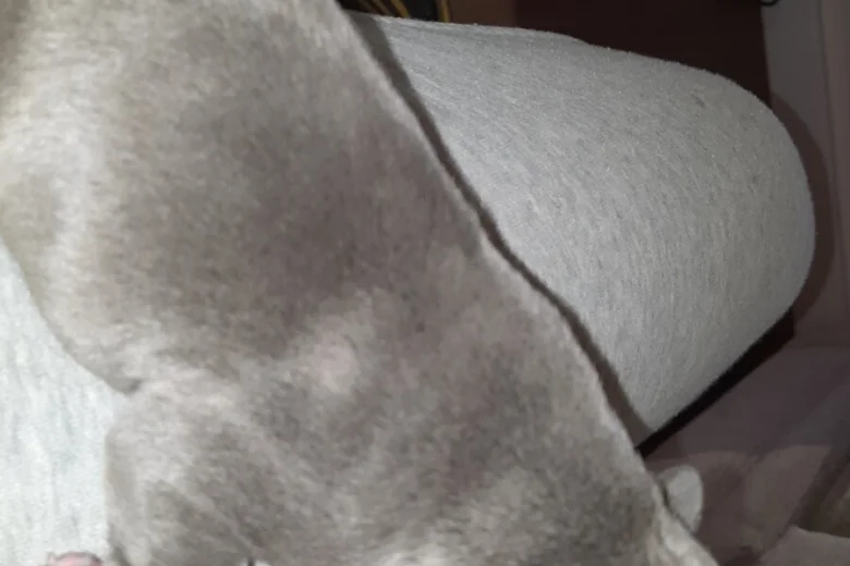 American Bulldog