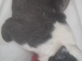American Bulldog