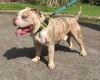 American Bulldog