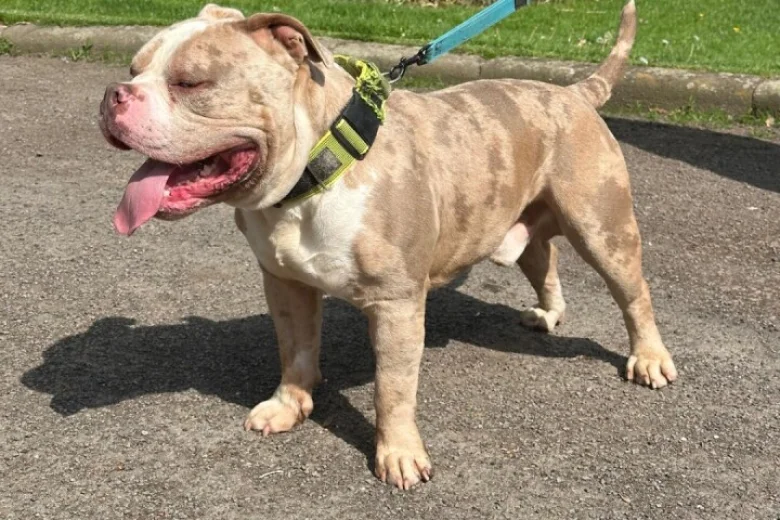 American Bulldog