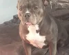 American Bulldog