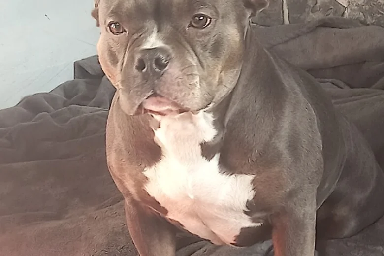 American Bulldog