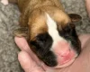 Boxer