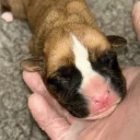 Boxer