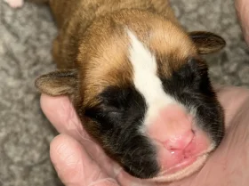 Boxer