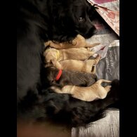 Cocker Spaniel (Show)