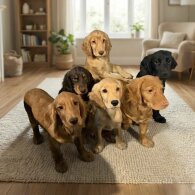 Cocker Spaniel (Show)