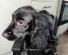 Cocker Spaniel (Show)