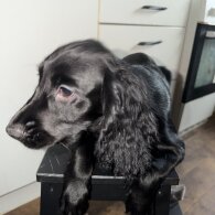 Cocker Spaniel (Show)