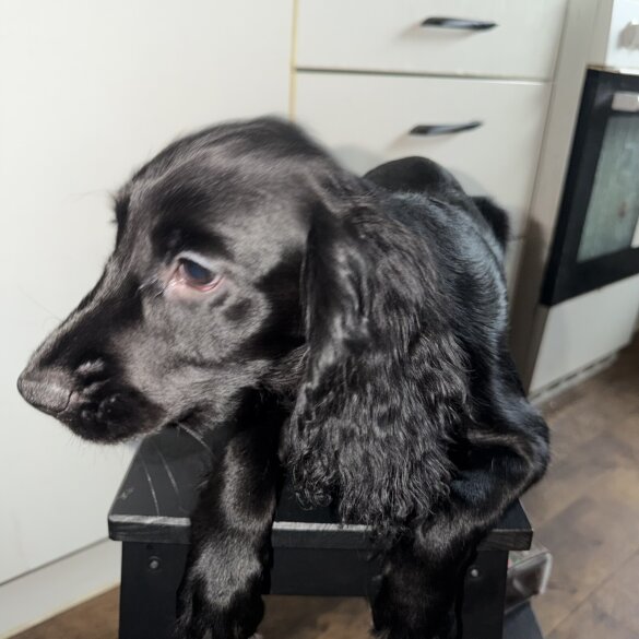 Cocker Spaniel (Show)