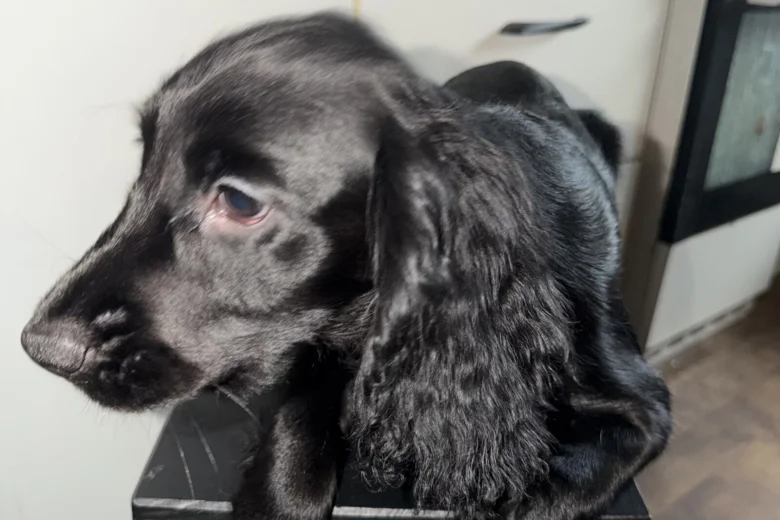 Cocker Spaniel (Show)