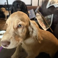 Cocker Spaniel (Show)