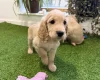 Cocker Spaniel (Show)
