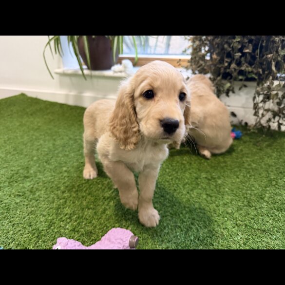 Cocker Spaniel (Show)
