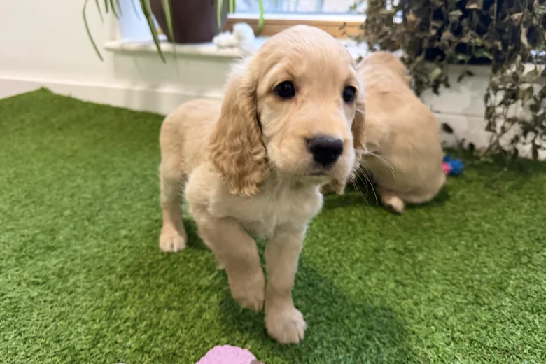 Cocker Spaniel (Show)