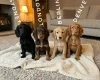 Cocker Spaniel (Show)