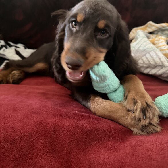 Cocker Spaniel (Show)