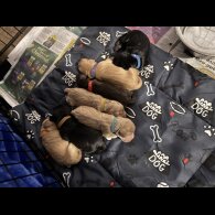 Cocker Spaniel (Show)