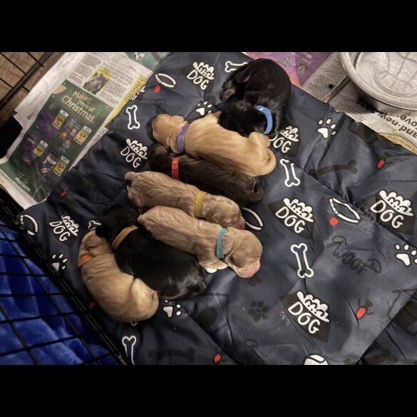 Cocker Spaniel (Show)