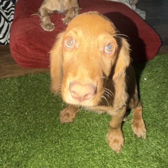 Cocker Spaniel (Show)