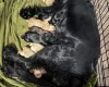 Cocker Spaniel (Show)