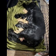 Cocker Spaniel (Show)