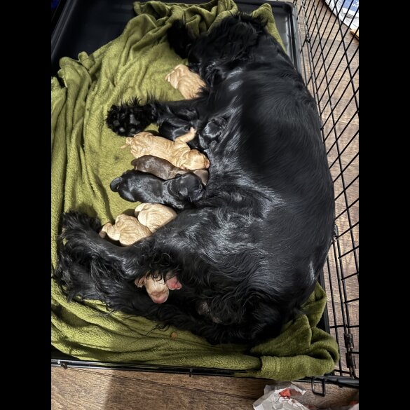 Cocker Spaniel (Show)