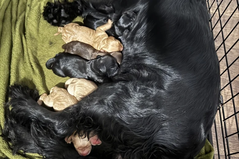 Cocker Spaniel (Show)