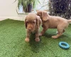 Cocker Spaniel (Show)