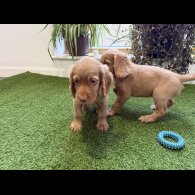 Cocker Spaniel (Show)