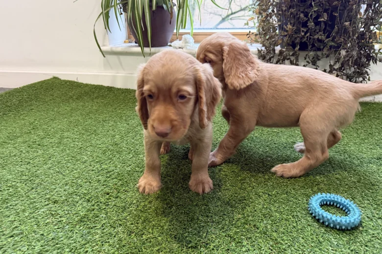 Cocker Spaniel (Show)