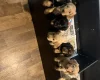 Cocker Spaniel (Show)