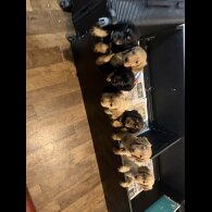 Cocker Spaniel (Show)