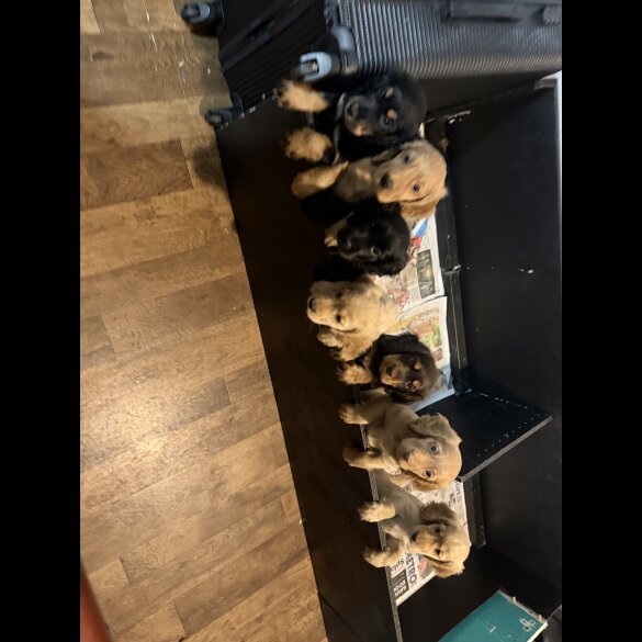 Cocker Spaniel (Show)