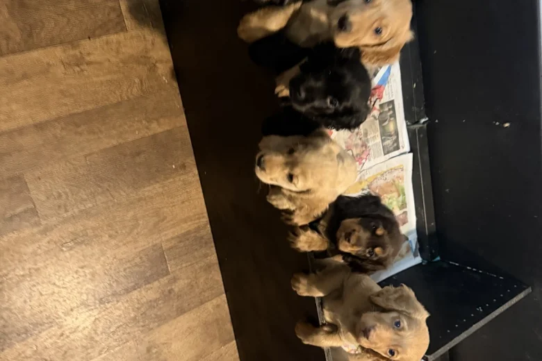 Cocker Spaniel (Show)