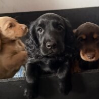 Cocker Spaniel (Show)