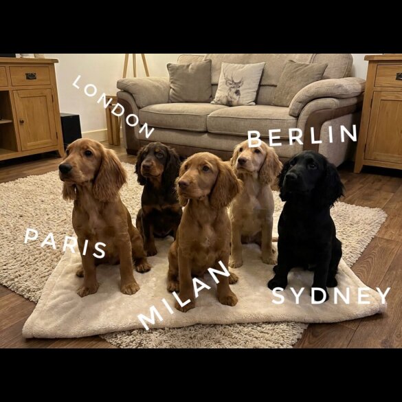 Cocker Spaniel (Show)