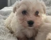 Maltese