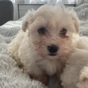 Maltese