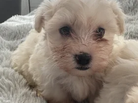 Maltese